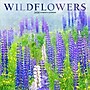 2026 Plato Wildflowers 12" x 12" Monthly Wall Calendar (9798330706662)~#|#~7B11DCC0-8E48-441B-82F381B8B795A2F6_sc7
