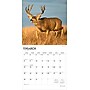 2026 BrownTrout Monster Bucks 12" x 12" Monthly Wall Calendar (9798330704682)~#|#~7DE331BE-B4E4-401B-877C4863FD233C55_sc7
