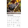 2026 BrownTrout Chickens 7" x 7" Monthly Wall Calendar (9798330702879)~#|#~7E6150BC-4DE5-4E31-AFD7DE67A3FE3A6B_sc7