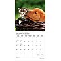 2026 Plato Kittens & Puppies 12" x 12" Monthly Wall Calendar (9798330706815)~#|#~800D0E66-582D-4FE4-8AE7ACF7CB1564D1_sc7