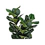 Monarch Specialties Inc. Fiddle-Leaf Fig in Pot (I 9511)~#|#~8018EC7F-F6E0-4228-8911AFF527CCFC24_sc7