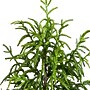 Nearly Natural Artificial Norfolk Pine Tree, 4' (T4708)~#|#~802F4592-D0EB-4F91-992B64FFF5764681_sc7
