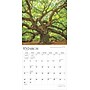 2025 BrownTrout The Majesty of Trees 12" x 12" Monthly Square Wall Calendar (9781975477394)~#|#~81210F74-3A30-4F9B-A694D4C2A4D1FA90_sc7