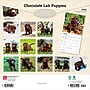 2026 BrownTrout Chocolate Labrador Retriever Puppies 12" x 12" Monthly Wall Calendar (9798330704200)~#|#~81CA101C-C0BC-4AB0-9644E0C317026684_sc7