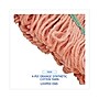 Boardwalk Super Loop Wet Mop Heads, Cotton/synthetic, Medium Size, Orange~#|#~834BCD13-77C5-4DA9-82AFABD78B4605F0_sc7