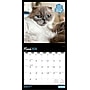 2026 BrownTrout Cat Selfies 12" x 12" Monthly Wall Calendar (9798330702794)~#|#~84DF22B9-64D9-420A-9DE1C47C51F8982A_sc7