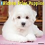 2027 Willow Creek Bichon Frise Puppies 12" x 12" Monthly Wall Calendar, Assorted Colors (59180)~#|#~85EDDCE3-A29C-435F-802ECAE9AF348CB0_sc7
