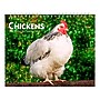 2026 BrownTrout Chickens 7.5" x 6" Monthly Desk Calendar (9798330702862)~#|#~8627C3FB-98BB-4EC5-9D71C17E398542CD_sc7
