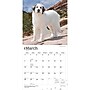 2027 BrownTrout Great Pyrenees 12" x 12" Monthly Wall Calendar (9798330712496)~#|#~86B046D7-3F08-4532-9EB8372EC2A55BD3_sc7