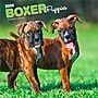 2026 BrownTrout Boxer Puppies 12" x 12" Monthly Wall Calendar (9798330702626)~#|#~86CB9D59-8877-4919-915339F42EAE01DB_sc7