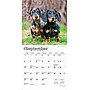 2026 BrownTrout Dachshunds 7" x 7" Monthly Wall Calendar (9798330703111)~#|#~8774D2C9-85EC-462C-9FF400B9062E8FA3_sc7