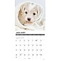 2027 Willow Creek Bichon Frise Puppies 12" x 12" Monthly Wall Calendar, Assorted Colors (59180)~#|#~877B2EE0-B51A-449A-9BA2A12EADCF065C_sc7