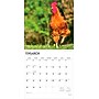 2026 BrownTrout Roosters 12" x 12" Monthly Wall Calendar (9798330705375)~#|#~87941A0B-2679-4D7E-8A95BDCFDB53AB9A_sc7