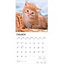 2026 BrownTrout Ginger Cats 12" x 12" Monthly Wall Calendar (9798330703425)~#|#~8908D4E1-067E-43CA-B7CC51F581C1D967_sc7
