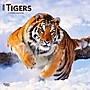 2026 BrownTrout Tigers 12" x 12" Monthly Wall Calendar (9798330705900)~#|#~8949586E-45FF-4A91-9A8205D4F08AC02C_sc7