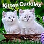 2026 Plato Kitten Cuddles 12" x 12" Monthly Wall Calendar (9798330706792)~#|#~8A0D5A7E-1FCD-4721-B0B812D8AFE8BA4F_sc7