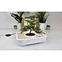 Gift Republic Bonsai Garden Grow Kit (GR452205)~#|#~8AC93F4B-82B4-4BCD-95D6C4ECE25BA76E_sc7