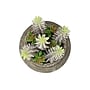 Monarch Specialties Inc. 8" Artificial Succulent Plant in Pot, 2/Set (I 9364)~#|#~8B294DDC-1B5A-4972-87AF60BCC011088E_sc7