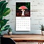 2026 Brush Dance Magic Mushrooms 12" x 12" Monthly Wall Calendar (9798330706570)~#|#~8BCC0435-B723-46B0-A0CBDDB7357F3C5A_sc7