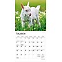 2026 BrownTrout Baby Goats 7" x 7" Monthly Wall Calendar (9798330702251)~#|#~8CE8BFE3-6C49-416E-B629F7D64BDB3F2A_sc7