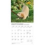 2026 BrownTrout Chiots 12" x 12" Monthly Wall Calendar (9798330707386)~#|#~8E6CDDAC-CB47-49F2-AA3227247C12887C_sc7
