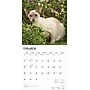 2026 BrownTrout Siamese Cats 12" x 12" Monthly Wall Calendar (9798330705573)~#|#~8FDCBD1F-4AB1-45A5-945A9EB7625B5A33_sc7