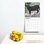2025 BrownTrout Black Cats 12" x 12" Monthly Wall Calendar (9781975476649)~#|#~91251CB1-491F-4B61-97050E5C9BE8DE13_sc7