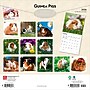 2026 BrownTrout Guinea Pigs 12" x 12" Monthly Wall Calendar (9798330703579)~#|#~935718D0-664C-41C6-B8C552D11A522881_sc7