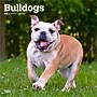 2026 BrownTrout Bulldogs 12" x 12" Monthly Wall Calendar (9798330703210)~#|#~938DFF98-DA04-40E2-8A191A1EF7894064_sc7