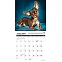 2027 Willow Creek Chihuahua Rules 7" x 7" Monthly Wall Calendar (63958)~#|#~9398396A-D1F4-4B75-BCB63C0F077B6E98_sc7
