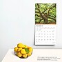 2025 BrownTrout The Majesty of Trees 12" x 12" Monthly Square Wall Calendar (9781975477394)~#|#~944478D5-F130-495D-A5CF137387A4FAC7_sc7