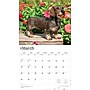 2026 BrownTrout For the Love of Dachshunds 14" x 12" Monthly Wall Calendar (9798330707140)~#|#~954775C8-D23A-4316-96ED4B46D4942E8B_sc7