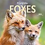 2026 Wyman Canadian Geographic Foxes 12" x 12" Monthly Wall Calendar (9781525699832)~#|#~956E7636-5D0B-40EF-87587C4FBDA1CEFB_sc7