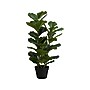 Monarch Specialties Inc. Fiddle-Leaf Fig in Pot (I 9511)~#|#~97424431-9362-4AF0-8D321EAEF2C51787_sc7