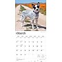 2026 BrownTrout Australian Cattle Dogs 12" x 12" Monthly Wall Calendar (9798330702190)~#|#~97CB98C0-1CC2-4AB8-96B9DBE703472EB0_sc7