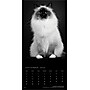 2026 BrownTrout The BrownTrout Portrait Series: The Regal Cat 12" x 12" Monthly Wall Calendar (9798330707874)~#|#~97D56D13-40D2-42A0-8B406DA47BD006E6_sc7