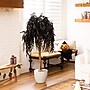 Nearly Natural Artificial Halloween Black Willow Tree, 4' (T5196)~#|#~97FC83FD-DBEC-408E-B85049A4C43F7C41_sc7