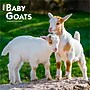 2026 BrownTrout Baby Goats 12" x 12" Monthly Wall Calendar (9798330702268)~#|#~98A79942-ADC6-4DE1-B60BD6BE39188A13_sc7