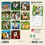 2026 BrownTrout Bulldog Puppies 7" x 7" Monthly Wall Calendar (9798330702657)~#|#~99404A1D-1C0E-4848-B515736D6A7E0EA6_sc7