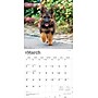 2026 BrownTrout German Shepherds 12" x 12" Monthly Wall Calendar (9798330703388)~#|#~9A30A1D4-B8BD-4C46-AA05F7802D587CDE_sc7