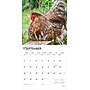 2026 BrownTrout Roosters 12" x 12" Monthly Wall Calendar (9798330705375)~#|#~9C65C899-153B-41A3-A8C19B64F0DB4912_sc7