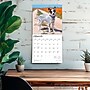 2026 BrownTrout Australian Cattle Dogs 12" x 12" Monthly Wall Calendar (9798330702190)~#|#~A0378FB0-5378-4A24-A7CD3F9AB6407E7D_sc7
