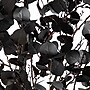 Nearly Natural Pre-Lit Artificial Halloween Black Eucalyptus Tree, 8' (T5225)~#|#~A05BE914-9816-4934-A803A8C82383AD56_sc7