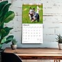 2026 BrownTrout Blue Heelers 12" x 12" Monthly Wall Calendar (9798330702527)~#|#~A2E79C43-C296-44B6-9B89230FCE560E59_sc7