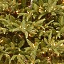 National Tree Company 6.5' Pre-Lit Frasier Grande Artificial Christmas Tree (PEFG4-308D-65)~#|#~A48A7206-6262-4487-AF643986F8E798E6_sc7