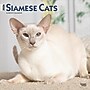 2026 BrownTrout Siamese Cats 12" x 12" Monthly Wall Calendar (9798330705573)~#|#~A693C8C8-E8CC-4DAC-82E9DD8578652868_sc7