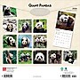 2026 BrownTrout Giant Pandas 12" x 12" Monthly Wall Calendar (9798330703418)~#|#~A6C23E8E-3EDC-4309-B769069184E7206F_sc7