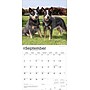 2026 BrownTrout Blue Heelers 12" x 12" Monthly Wall Calendar (9798330702527)~#|#~A9E0ED13-BC83-47EA-827AB9591A7E9731_sc7