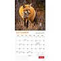 2026 Wyman Canadian Geographic Foxes 12" x 12" Monthly Wall Calendar (9781525699832)~#|#~A9F943F1-2606-423C-8A6633200311DD03_sc7