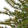 Nearly Natural Vancouver Mountain Pine Artificial Christmas Tree, 4' (T1921)~#|#~ABA90E3D-48B9-44B8-A4C9872583424DA2_sc7
